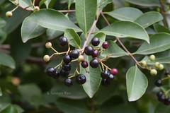 Syzygium caryophyllatum